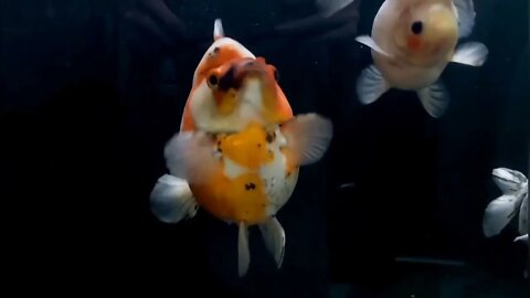 Visit Goldfish Palace