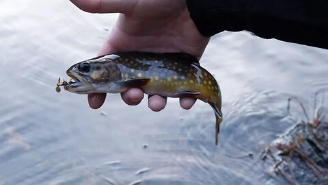 High Mountain Trout Fishing with RARE Mushroom Find! | Addicted Life Ep. #16