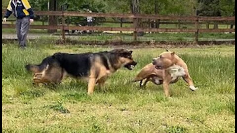 German Shepherd Attacks Pitbull - Bleeding Eye