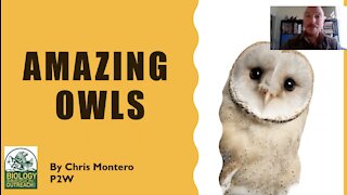 Passport to Wildlife: Amazing Owls