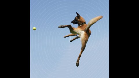 Dogs That Fly - Malinois & Alsatian Dogs Show Their Jumping Agility #Shorts