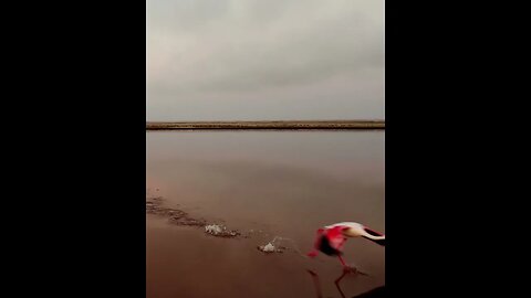 WAY OF WATER - Witness the breathtaking beauty of flamingos in Swakopmund: A Golden Hour Symphony