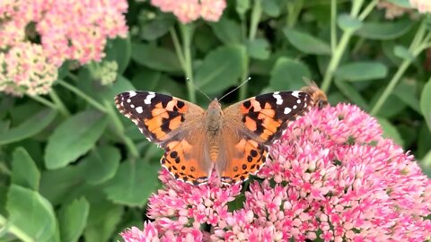 Butterflies And Bees