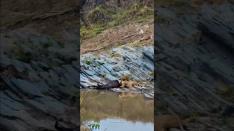 Lions Have A Snack By The River #shorts | #ShortsAfrica