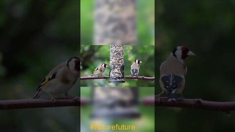 Three bird's seets the sky flying birds amazing #naturefuture