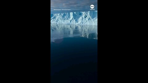 Emperor penguin chicks seen chilff diving on camera for first time