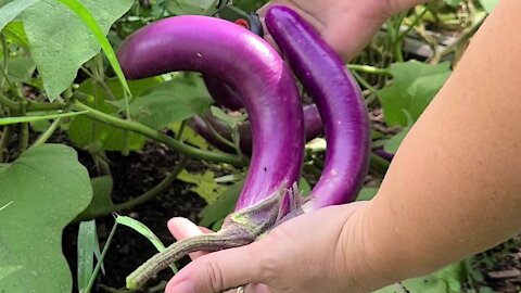 How to cook Red Okra & Asian Eggplant from garden to plate!