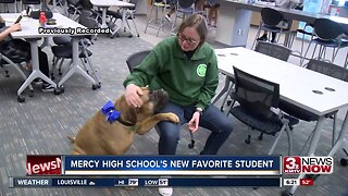 Students missing four-legged classmate