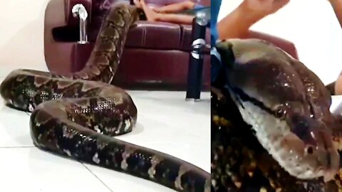 Danger Venomous Snakes in the World black snake