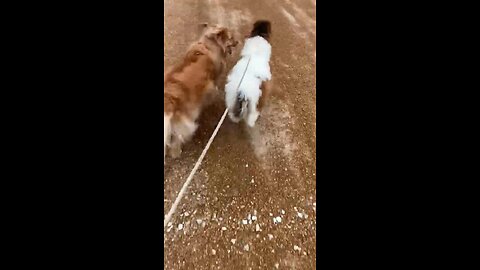 Miniature Horse Goes For Run With Golden Retriever Best Friend