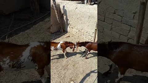 Qazi Ahmed Bakra Mandi | Today Price Update 2023 | #goatfarmer #goat #cutegoat