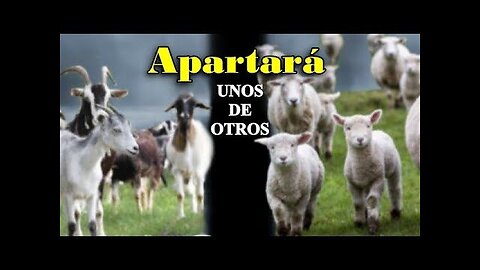 CABRITOS Y OVEJAS EMPIEZAN A SER SEPARADOS