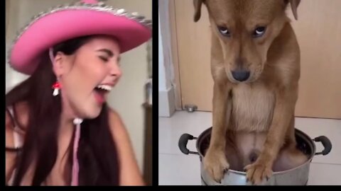 funny reactions of dogs with humans