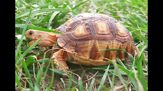 Cute Baby Tortoise Grazing