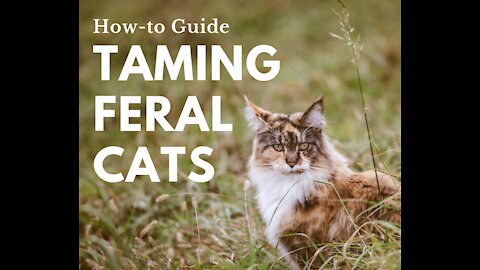 How to tame your cats