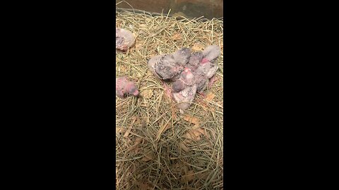 babies parakeets