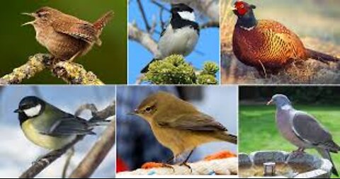 100 most amazing sounds of songbirds in the world