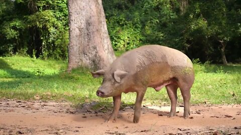 Dirty Pink Pig Walking Outdoors