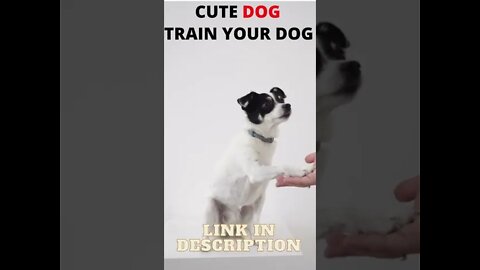 How To Train Your Dog At Home - Cat Training Tactics - ShortToon - #shorts