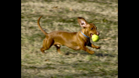 A Person With A Cute Puppy Playing With A Tennis Ball On A Flower Bed In The Gardens