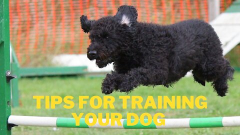 Tips for training your dog