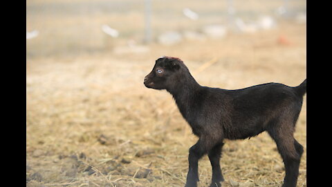 🐐 So Amazing Goat Babies