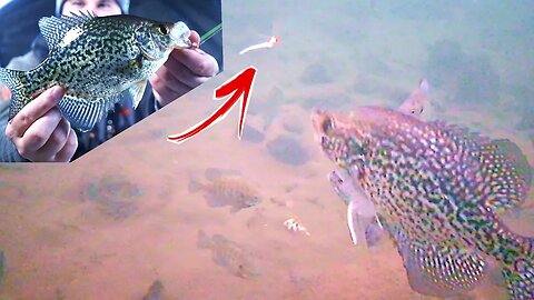 Crappie Fishing during a COLD Front (Underwater Footage)