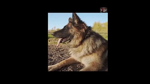 The German Shepard Facts #shorts #interestingfacts #animals #dog