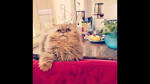 Persian Cat