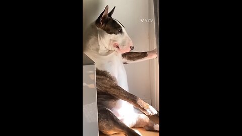 the dogs and cat funny video #dog#cat#dogyy#cutie#funyy