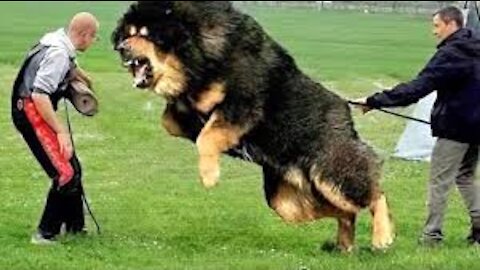 10 Most Powerful Dogs in the World