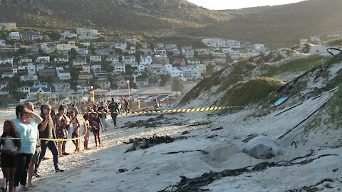 SOUTH AFRICA - Cape Town - Buffel the Southern Elephant seal on Fish Hoek Beach (iRC)