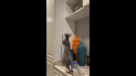 Wall climbing cat defies gravity