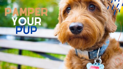 Pamper Your PUP دلل ألجرو الخاص بك