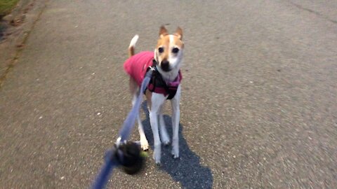 Stubborn dog refuses to go on her morning walk