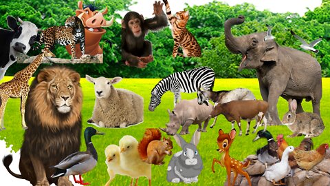 Animals: lion, tiger, cow, elephant, horses, chickens, ducks, peacock, - Animal relaxing 2022