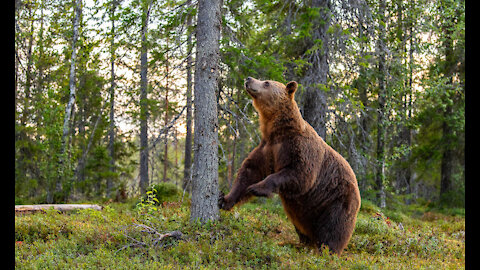 Health conscious bear on his routine walk !!