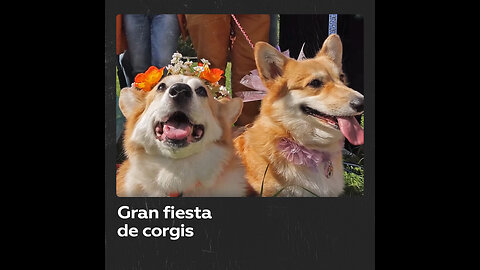 Gran festival de corgis reúne a las mascotas y a sus dueños cerca de Moscú