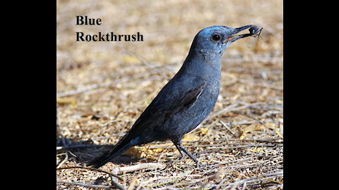 Blue Rock Thrush bird video