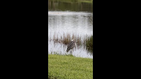 Great Blue Heron Preening Part 2 #4K