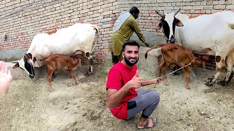 Finally Bought The Cow 🐮 | SheherMainDihat