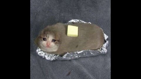 SAD POTATO CAT WHAT THE HECK