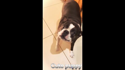 little puppy dancing with very happy mood