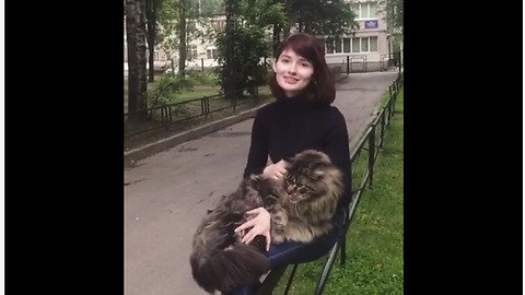 Majestic Maine Coon Loves To Sit On Owner's Lap