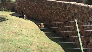 SOUTH AFRICA - Johannesburg - Joburg Zoo (videos) (kJU)