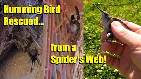 Humming Bird Rescued from a Spider's Web