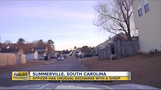 Officer has unusual exchange with a sheep in Summerville, South Carolina