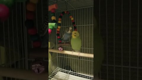 Budgies In Love Too Cute! 💕💘 #budgies #shorts #youtubeshorts #birds #parrots #animallover