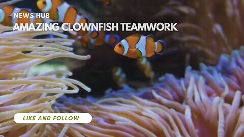 Amazing Clownfish Teamwork | Blue planet | News Hub