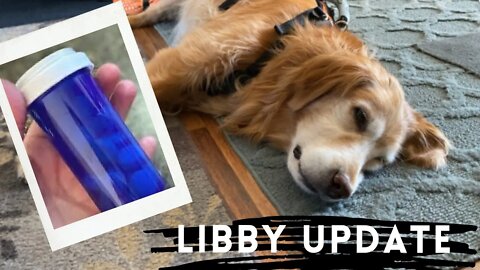 Quick Updates | More Challenges for Libby | Senior Dog | Camping Plans?